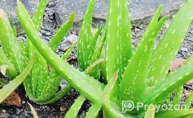 এলোভেরা পাতা/Alovera