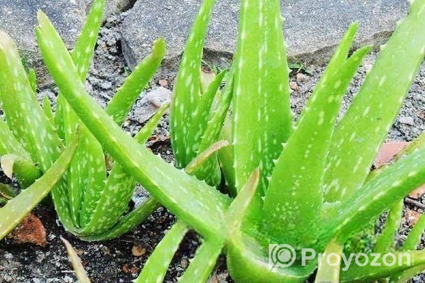 এলোভেরা পাতা/Alovera