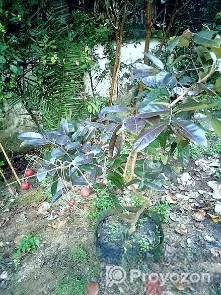 Rubi Longan Tree রুবি লংগান গাছ