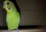বাজরিগার Budgerigar