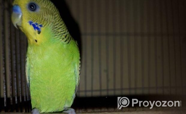 বাজরিগার Budgerigar