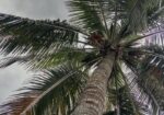 আমার নিজের গাছের পন্য