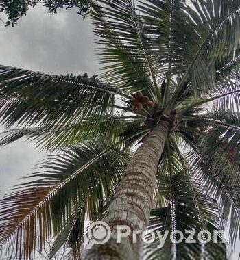 আমার নিজের গাছের পন্য