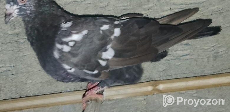 সব গুলো ভালো মানের কবুতর