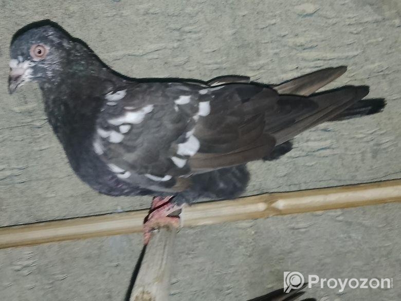 সব গুলো ভালো মানের কবুতর