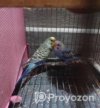 বাজরিকা রানিং জোড়া