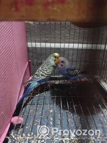 বাজরিকা রানিং জোড়া