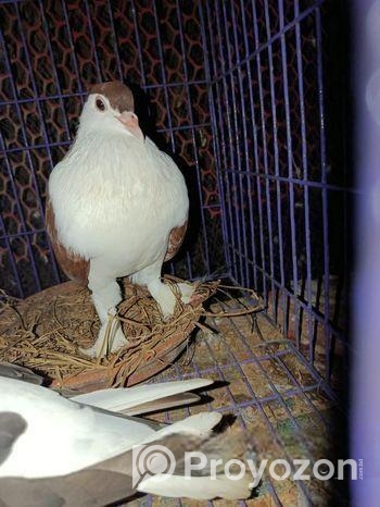 গোবিন্দ ককা কবুতর জোড়া