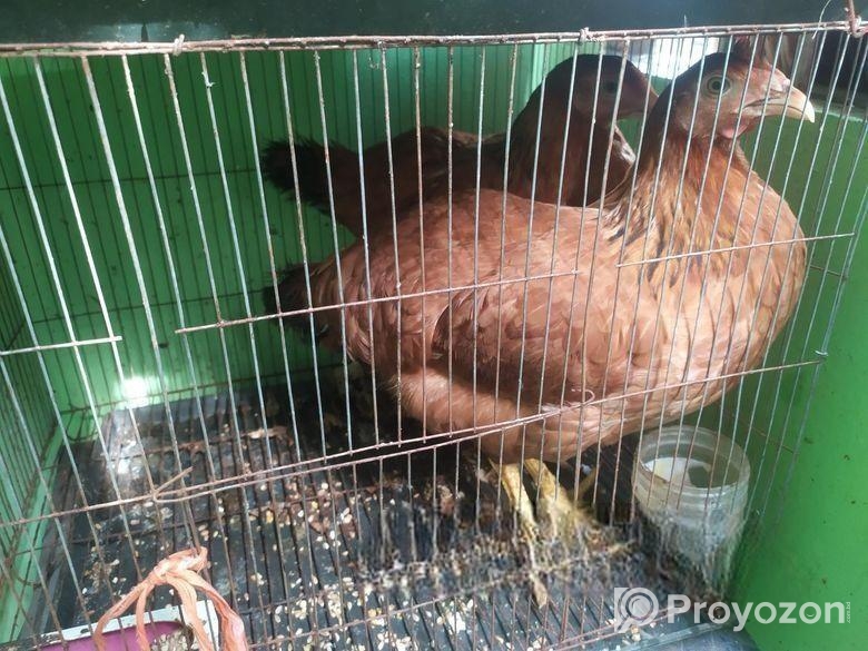 টাইগার মুরগী (ডিম পাড়ার উপযোগী)