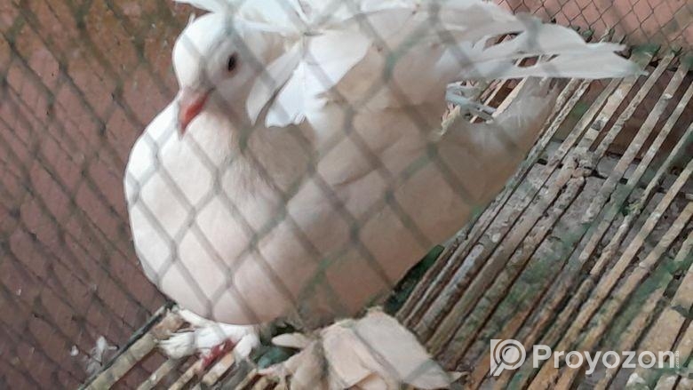 কবুতর বিক্রয়