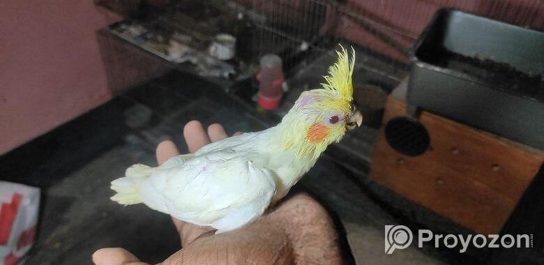 লুটিনো কোকাটেল সেল ফিড বাচ্চা
