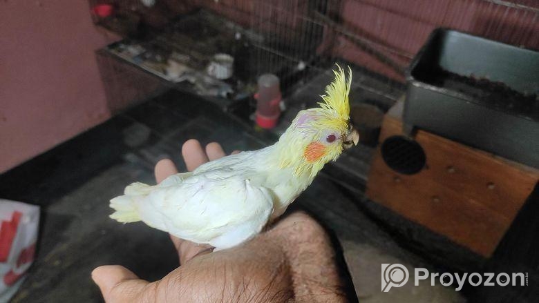 লুটিনো কোকাটেল সেল ফিড বাচ্চা