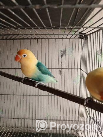 লাভবার্ডস