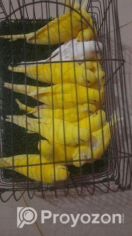 লুটিনো রেড আই বাজীগর পাখি