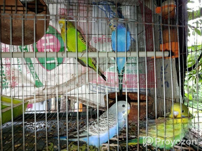 বাজরিগার পাখি