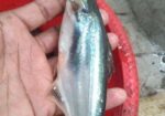 থাই পাংগাশ, চাপের পোনা অরিজিনাল