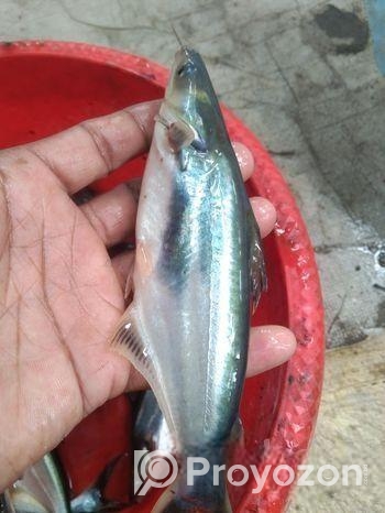 থাই পাংগাশ, চাপের পোনা অরিজিনাল