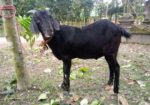 একদম পোসা খাসি