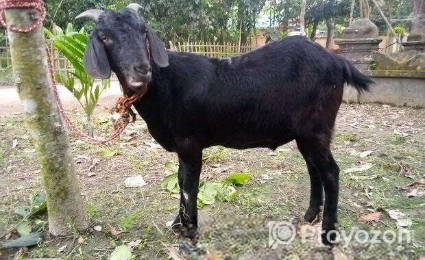 একদম পোসা খাসি