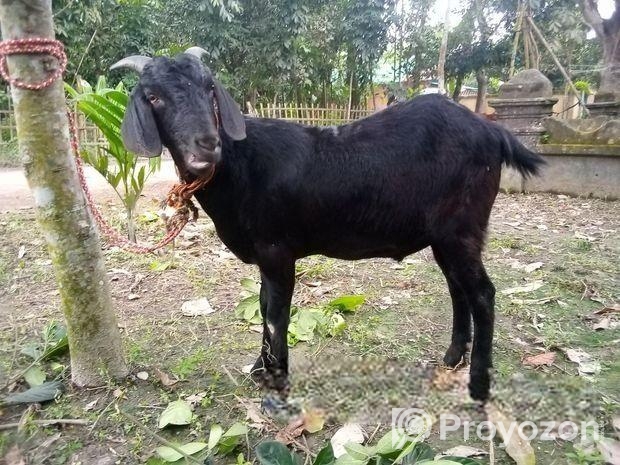 একদম পোসা খাসি