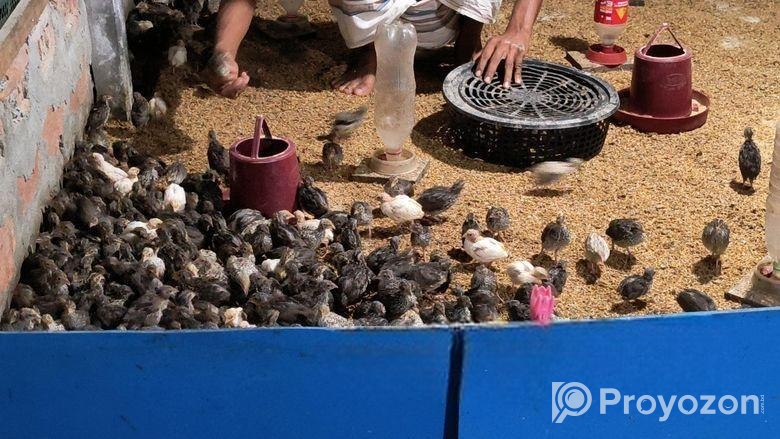 কোয়েল পাখি বিক্রি করা হলো