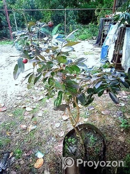 Rubi Longan Tree রুবি লংগান গাছ