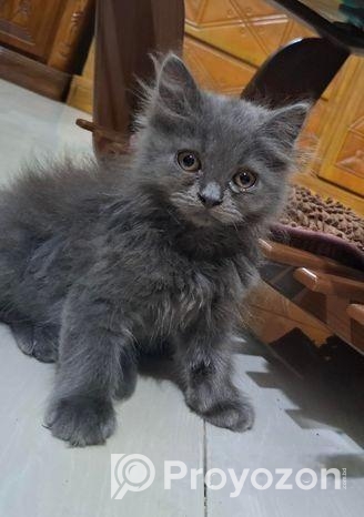 বাজরিগার Budgerigar