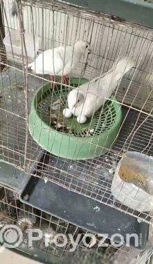 সাদা ঘুঘু রানিং