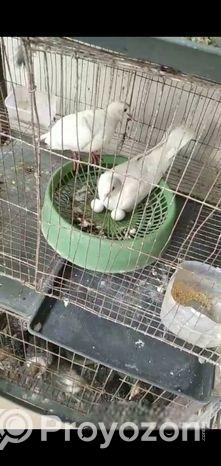 সাদা ঘুঘু রানিং