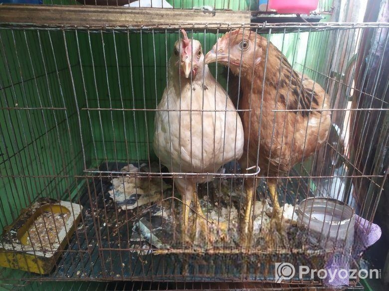 টাইগার মুরগী (ডিম পাড়ার উপযোগী)