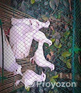 কবুতর বিক্রয়