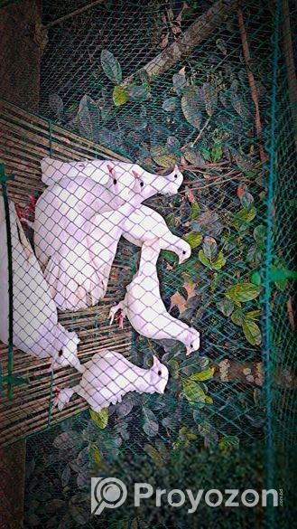 কবুতর বিক্রয়