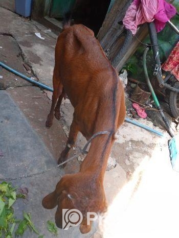 ছাগল বিক্রি করা হবে