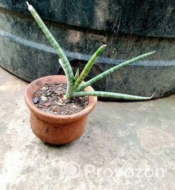স্নেক প্ল্যান্ট পট সহ