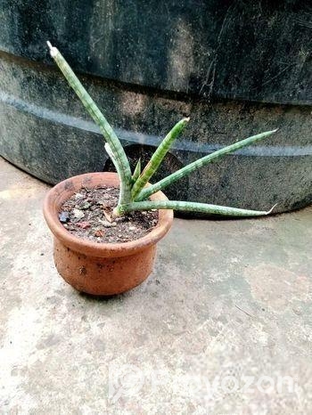 স্নেক প্ল্যান্ট পট সহ