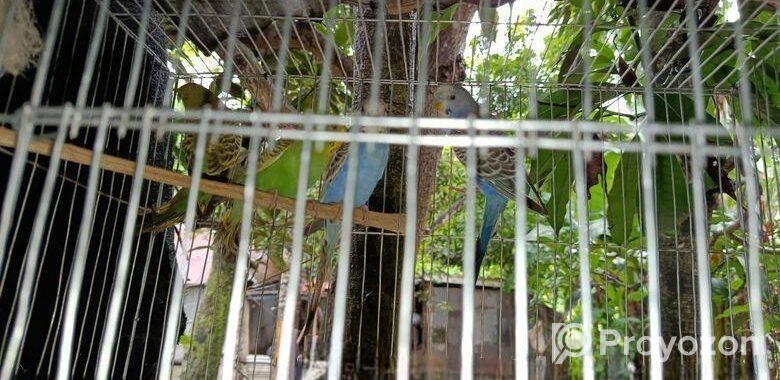 বাজরিগার পাখি