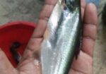 থাই পাংগাশ, চাপের পোনা অরিজিনাল