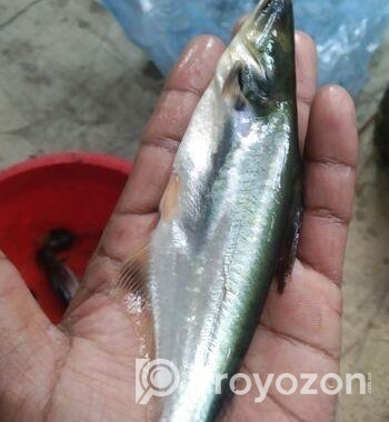 থাই পাংগাশ, চাপের পোনা অরিজিনাল