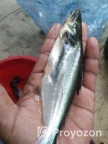 থাই পাংগাশ, চাপের পোনা অরিজিনাল