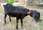 একদম পোসা খাসি