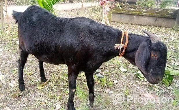 একদম পোসা খাসি