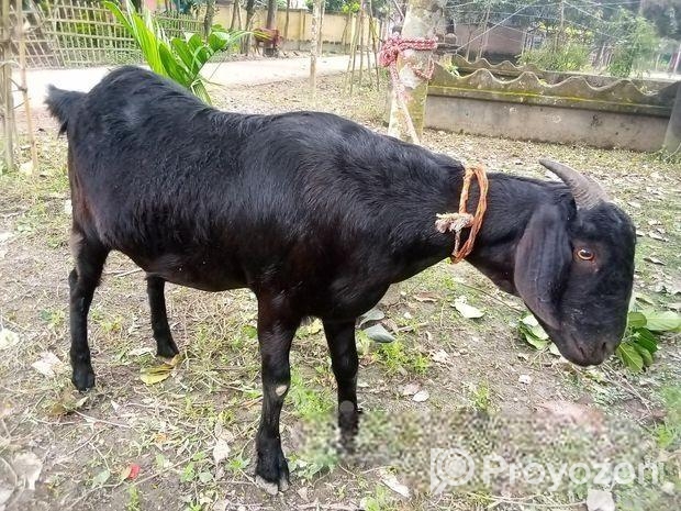 একদম পোসা খাসি