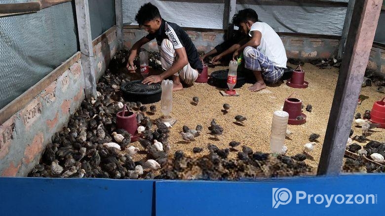 কোয়েল পাখি বিক্রি করা হলো