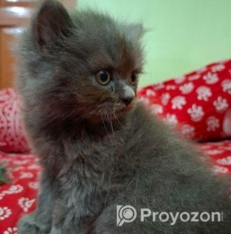 বাজরিগার Budgerigar