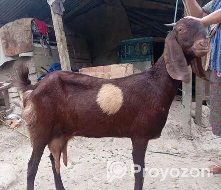 তোতা ক্রস ছাগল বিক্রি