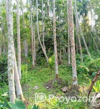 বসবাস যোগ্য সুপারি বাগান বিক্রি করা হবে
