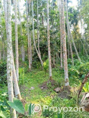 বসবাস যোগ্য সুপারি বাগান বিক্রি করা হবে