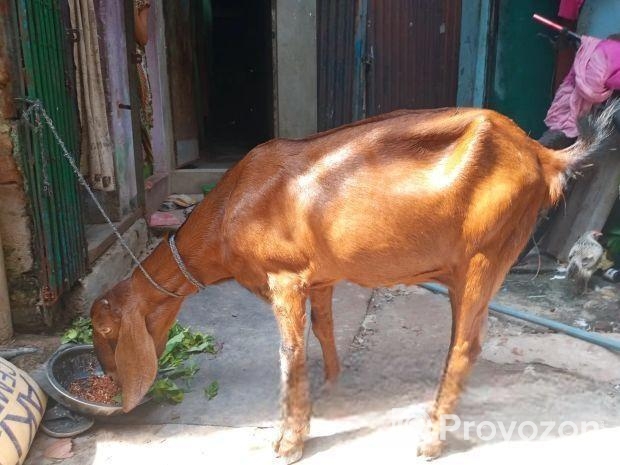 ছাগল বিক্রি করা হবে