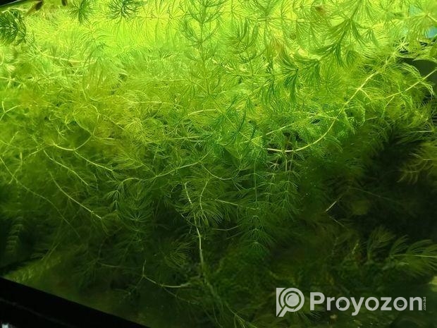 হর্নট একুরিয়াম লাইভ প্ল্যান্ট