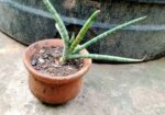 স্নেক প্ল্যান্ট পট সহ